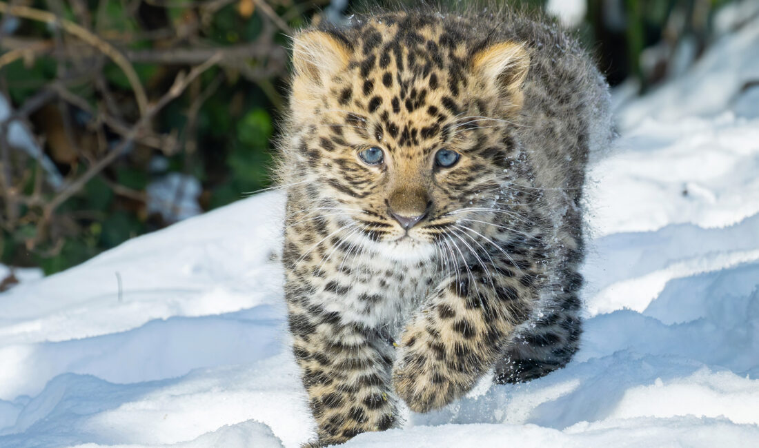 Avusturya’nın başkenti Viyana’daki Schönbrunn Hayvanat Bahçesi’nde (Tiergarten Schönbrunn), nesli tükenme