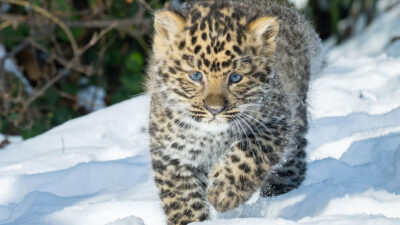 Avusturya’nın başkenti Viyana’daki Schönbrunn Hayvanat Bahçesi’nde (Tiergarten Schönbrunn), nesli tükenme
