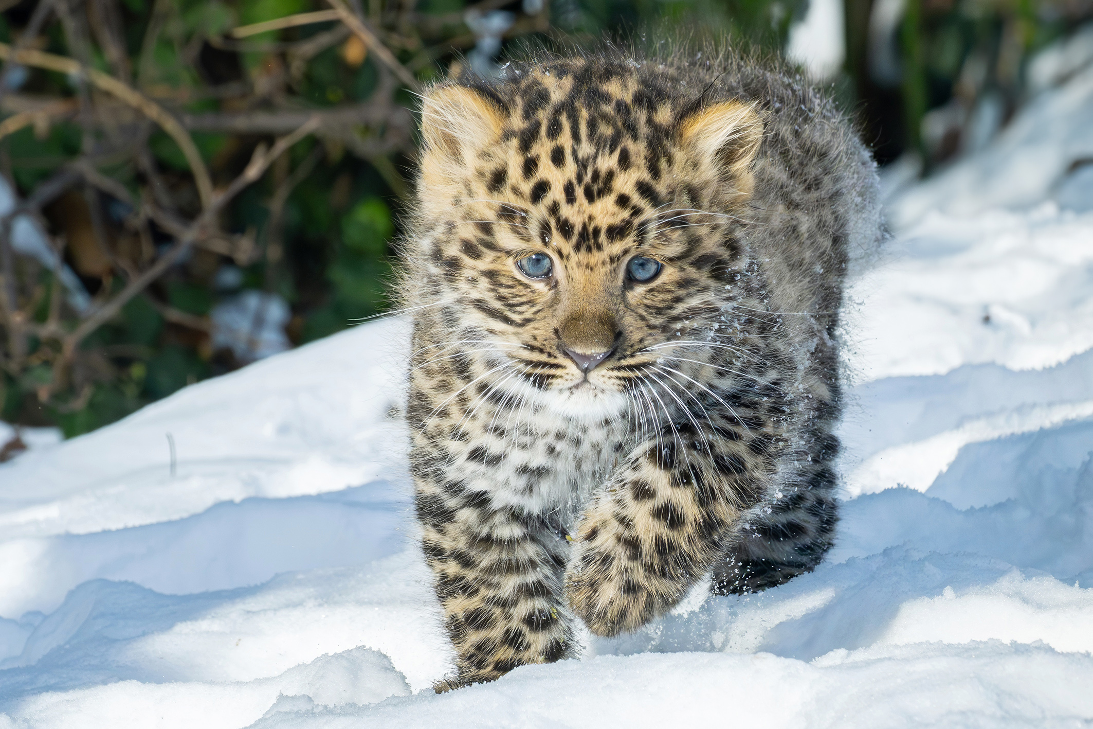 Avusturya’nın başkenti Viyana’daki Schönbrunn Hayvanat Bahçesi’nde (Tiergarten Schönbrunn), nesli tükenme