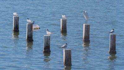 İzmir Büyükşehir Belediyesi’nin Mavişehir sahilinde hayata geçirdiği Flamingo Doğa Parkı,