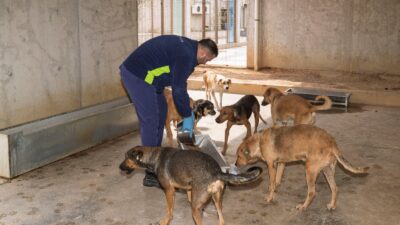 İzmir Büyükşehir Belediyesi, PAKO Sahipsiz Hayvan Sosyal Yaşam Kampüsü’ndeki ruhsatlı