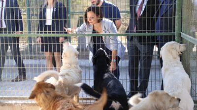 Karabağlar Belediyesi, ilçe genelindeki hasta ve bakıma ihtiyaç duyan kedi