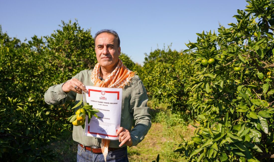 Seferihisar’ın coğrafi işaret tescilli tarımsal değerlerinden Satsuma mandalinasında hasat sezonu