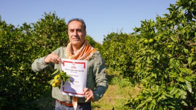Seferihisar’ın coğrafi işaret tescilli tarımsal değerlerinden Satsuma mandalinasında hasat sezonu
